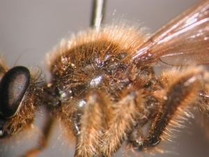 Choerades fuliginosa - Thorax - lateral