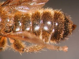 Choerades fuliginosa - Abdomen - dorsal