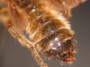 Choerades fuliginosa - Abdomen - dorsal