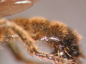 Choerades fuliginosa - Abdomen - lateral