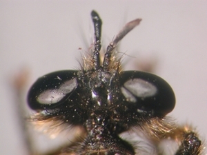 Choerades fulva - head - dorsal