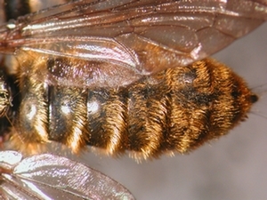 Choerades fulva - Abdomen - dorsal