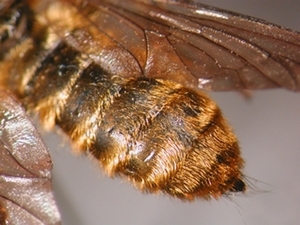 Choerades fulva - Abdomen - dorsal