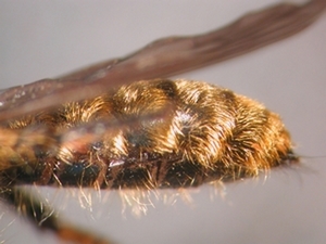 Choerades fulva - Abdomen - lateral