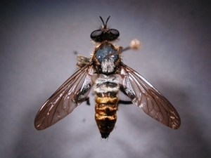 Choerades fulva - dorsal