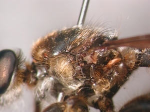 Choerades fulva - Thorax - lateral