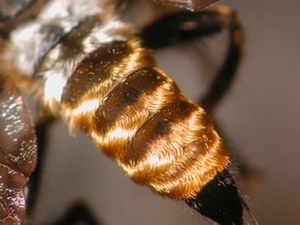 Choerades fulva - Abdomen - dorsal