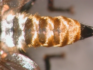 Choerades fulva - Abdomen - dorsal