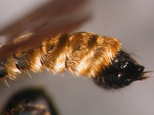 Choerades fulva - Abdomen - lateral