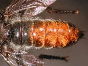 Choerades gilva - Abdomen - dorsal