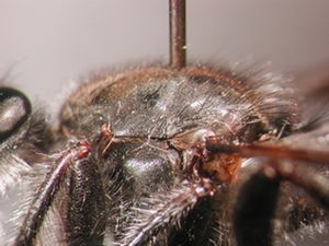 Choerades gilva - Thorax - lateral