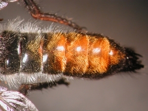 Choerades gilva - Abdomen - dorsal