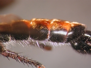 Choerades gilva - Abdomen - lateral