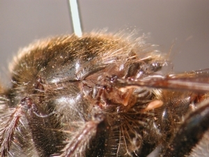 Choerades ignea - Thorax - lateral