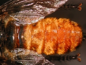 Choerades ignea - Abdomen - dorsal