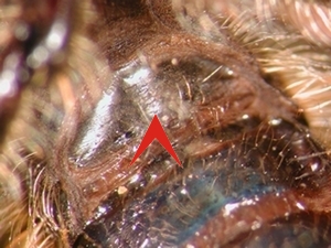 Fig. 7: Choerades ignea: Sternite