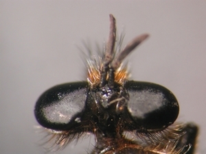 Choerades marginata - head - dorsal