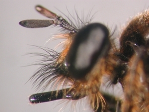 Choerades marginata - head - lateral