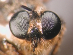 Choerades marginata - head - frontal