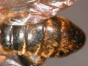 Choerades marginata - head - lateral