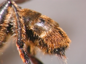 Choerades marginata - head - frontal