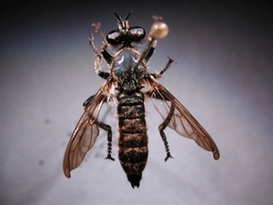 Choerades marginata - dorsal