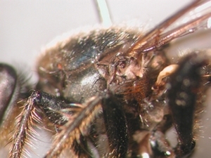 Choerades marginata - Thorax - lateral