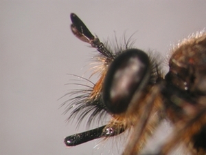 Choerades marginata - head - lateral