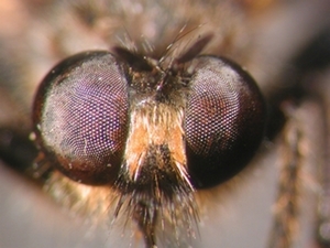 Choerades marginata - head - frontal