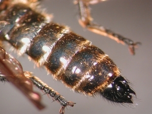 Choerades marginata - Abdomen - dorsal