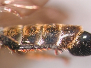 Choerades marginata - Abdomen - lateral