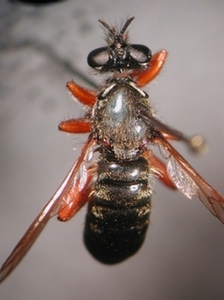 Choerades rufipes - head - lateral