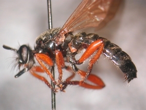 Fig. 1: Choerades rufipes: lateral
