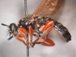 Choerades rufipes - head - frontal