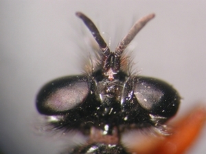 Choerades rufipes - head - dorsal