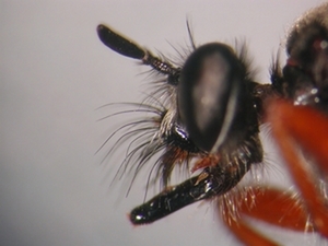 Choerades rufipes - head - lateral