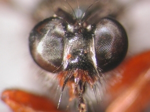 Choerades rufipes - head - frontal