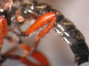 Choerades rufipes - Hind leg