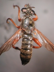 Choerades rufipes - dorsal