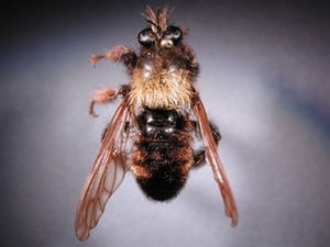 Laphria ephippium - dorsal