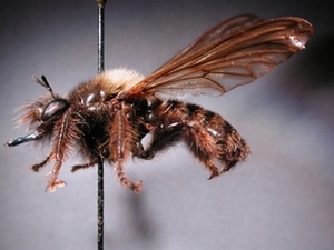 Laphria ephippium - lateral