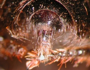 Laphria ephippium - Ovipositor - dorsal