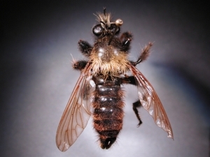 Laphria ephippium - dorsal