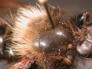 Laphria ephippium - Thorax - dorsal