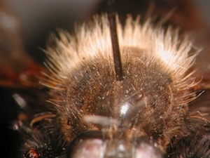 Laphria ephippium - Thorax - dorsal