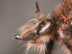 Laphria ephippium - head - lateral