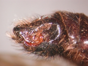 Laphria ephippium - Hypopygium - lateral