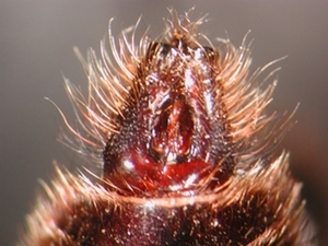 Laphria ephippium - Hypopygium - dorsal