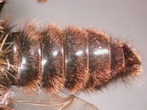 Laphria ephippium - Abdomen - dorsal