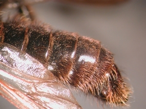 Fig. 2: Laphria ephippium: Abdomen - lateral